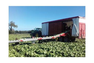 Harvesting Belt "LE METEOR"